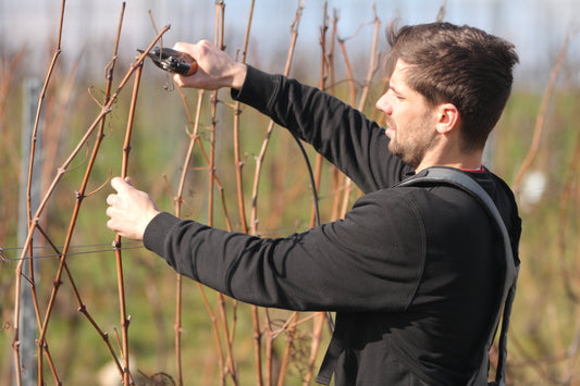 Handarbeit & Herzblut: Warum der Rebschnitt jetzt über den Jahrgang 2026 entscheidet